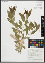 Foto von Salix amygdaloides Andersson